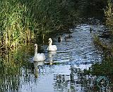 Mute Swan 9P51D-159